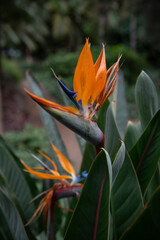 Blooming plant Strelitzia reginae. Beautiful orange flower with green leaves. Tropical exotic flower. Closeup of Bird of Paradise. Floral background wallpaper