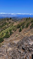 Hills with scattered trees and rocky outcrops, rolling landscape and distant low clouds, Gran Canaria, Canary Islands, Spain.