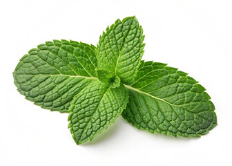 Fresh mint green leaves isolated on white, side view