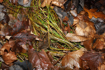 This detailed close-up shot captures a damp forest floor where shiny, wet, brown and deep red leaves mix with bright green grass stems and thin twigs.