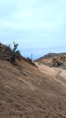 Sparse wind-shaped shrubs grow on multicolored volcanic slopes with dry soil in Upper Teno, Tenerife. Arid landscape features eroded canyon cliffs and distant Atlantic horizon under cloudy sky.