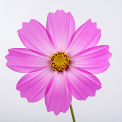 Obraz premium Delicate pink cosmos flower with yellow center, isolated on pure white background. This lifelike, vivid color botanical image shows sharp focus on each single petal and stem
