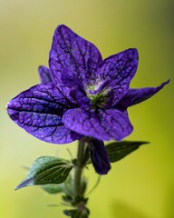 Bunter Salbei - Salvia viridis L., Gattung Salvia, Familie Lamiaceae