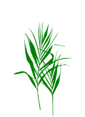 green plant isolated on white background