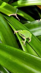Bright green European tree frog (Hyla arborea) resting on glossy leaves in lush garden vegetation, Tenerife, Canary Islands, Spain.