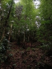 Fototapeta premium Dark forest