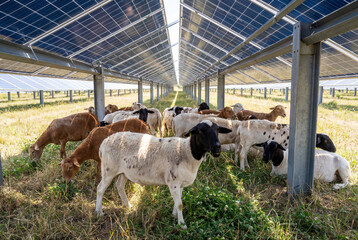 Obraz premium A flock of sheep grazing in a lush green pasture beneath an array of solar panels, showcasing sustainable agrivoltaics and renewable energy