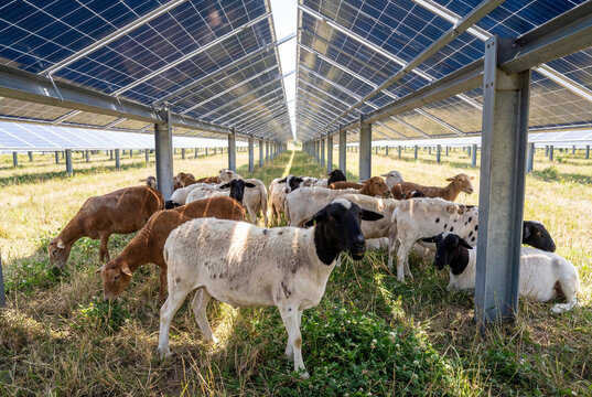 A flock of sheep grazing in a lush green pasture beneath an array of solar panels, showcasing sustainable agrivoltaics and renewable energy