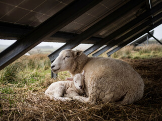 Obraz premium A heartwarming scene of a mother ewe and her baby lamb cuddling together in hay for warmth and shelter under a solar panel array on a sustainable farm