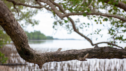 Gnarled Mangrove Branch Texture with Coastal Shoreline Background