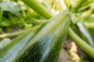 Fresh zucchini growing on organic farm soil, close-up vegetable cultivation
zucchini, courgette, vegetable, organic vegetables, fresh produce, farm vegetables, crop cultivation, vegetable farming, org