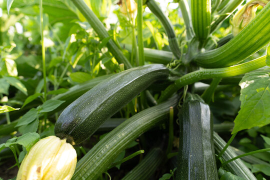 Fresh zucchini growing on organic farm soil, close-up vegetable cultivation
zucchini, courgette, vegetable, organic vegetables, fresh produce, farm vegetables, crop cultivation, vegetable farming, org