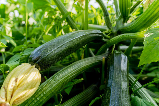 Fresh zucchini growing on organic farm soil, close-up vegetable cultivation
zucchini, courgette, vegetable, organic vegetables, fresh produce, farm vegetables, crop cultivation, vegetable farming, org