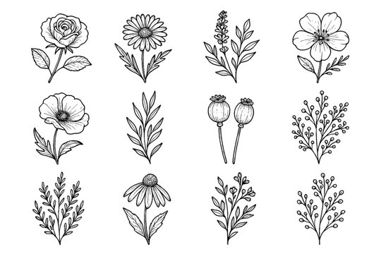 Branches seed floral herbs icon pods vector florals vintage poppy ink