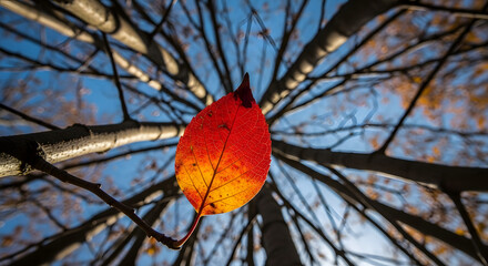 Single Vibrant Red and Orange Autumn Leaf Against Bare Tree Branches and Blue Sky