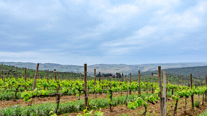 Rolling vineyard landscape under cloudy sky in the countryside