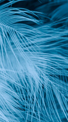 blue bird feather with visible details. background or texture