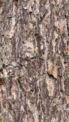 brown pine bark with a visible texture