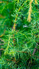 green juniper branches with a visible texture