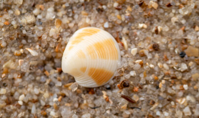 Striped Spiral Seashell Resting on Coarse Beach Gravel