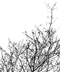 leafless tree branches, tree branch