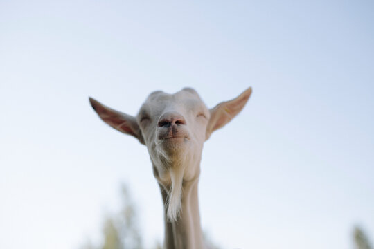 portrait of a goat