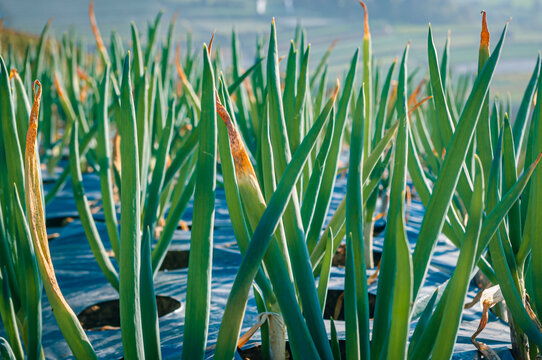 Close-up view of fresh green onion plants growing in a vegetable field in Sukomakmur, Magelang, Central Java, Indonesia. The sunlight highlights the healthy leaves and agricultural plastic mulch used 