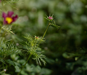 Autumn flowers buds