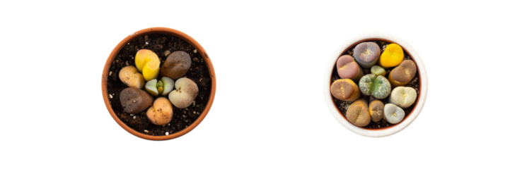 Colorful succulent plants in clay pots with transparent background indoor nature scene close-up