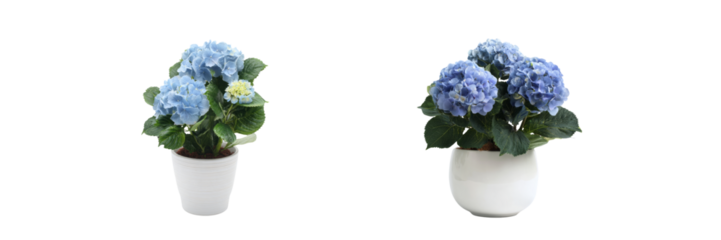 Blue hydrangea plants in white pots with transparent background nature indoor decor