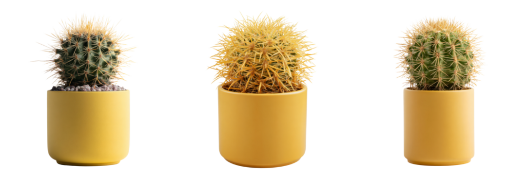 Vibrant cacti trio in yellow pots transparent background nature art
