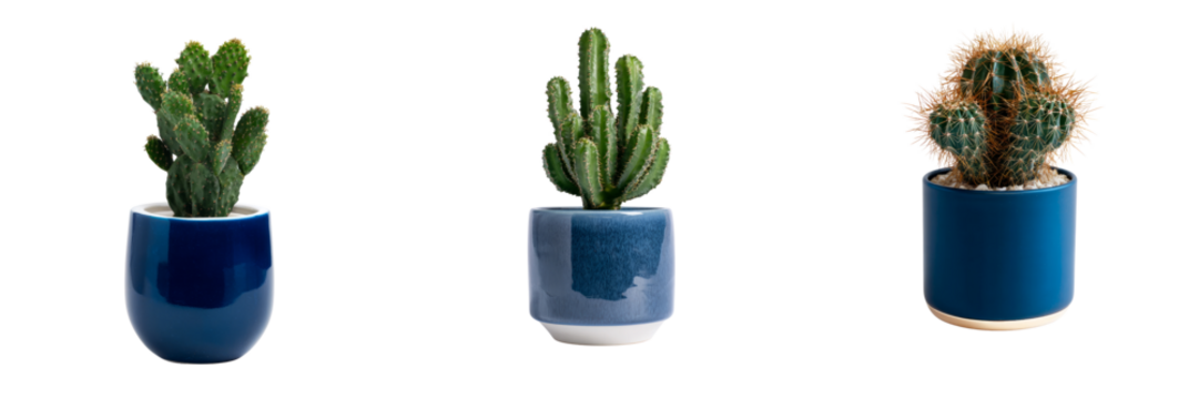 Stylish cactus plant collection photography transparent background minimalist design