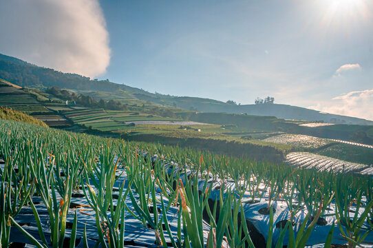 A scenic view of a green onion farmland under bright morning sunlight in Sukomakmur, Magelang, Indonesia. Terraced hills and clear sky create a peaceful rural agricultural landscape.