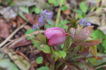 Pretty pink hellebores 'Lenten Rose' blooming in early spring