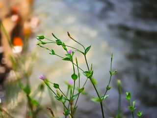 wild purple flowers in spring