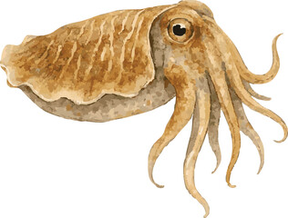 Vector watercolor realistic illustration of a cuttlefish
