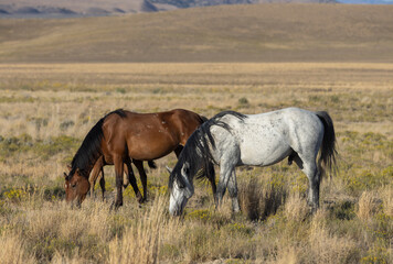 Wild Horses in Autumn in the Utah Desert