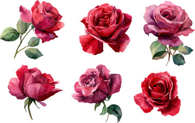 Fototapeta premium beautiful collection of red roses