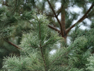 A close-up of green pine needles and branches.