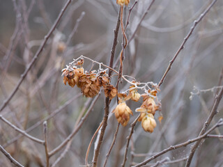 Dried common hop cones (Humulus lupulus) covered in winter frost hanging from a bare vine. Close up.