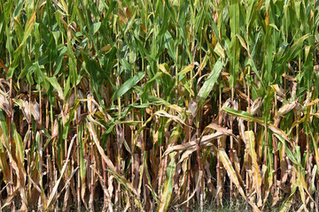 Mature Row of Corn