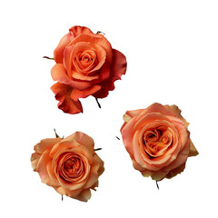 three red roses isolated png