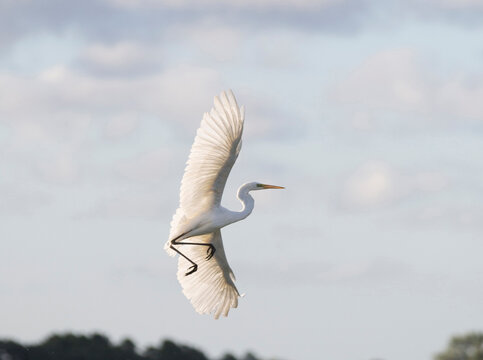 great white heron