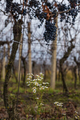 Late harvest of dark blue grapes remaining on the bare, withered vines in a vineyard during autumn or early winter.