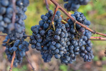 Late harvest of dark blue grapes remaining on the bare, withered vines in a vineyard during autumn or early winter.