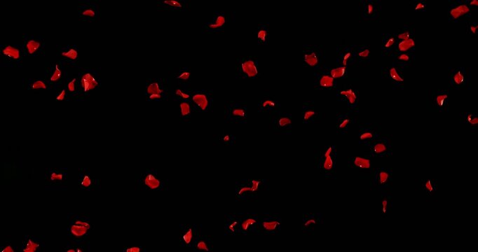Flying Dark Red Rose Petals Isolated on Black Background. High-speed Slow Motion VFX Overlay for Romantic Scenes, Cinematic Transitions and Motion Graphics.