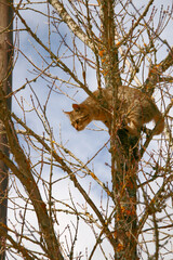 Cat climbing a tree looking down in fear