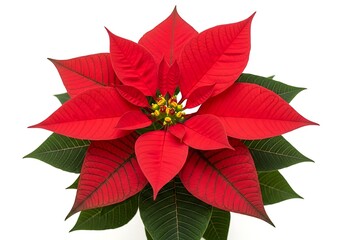 Obraz premium Studio shot of a single red Poinsettia flower head with radiating bracts, ideal for seasonal greetings, winter, and festive decor designs.