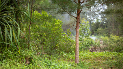 Obraz premium Slender Tree Trunk in Dense Forest with Background Smoke