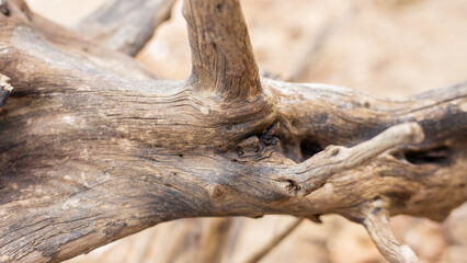 Obraz premium Twisted, Smooth Texture of Weathered Driftwood